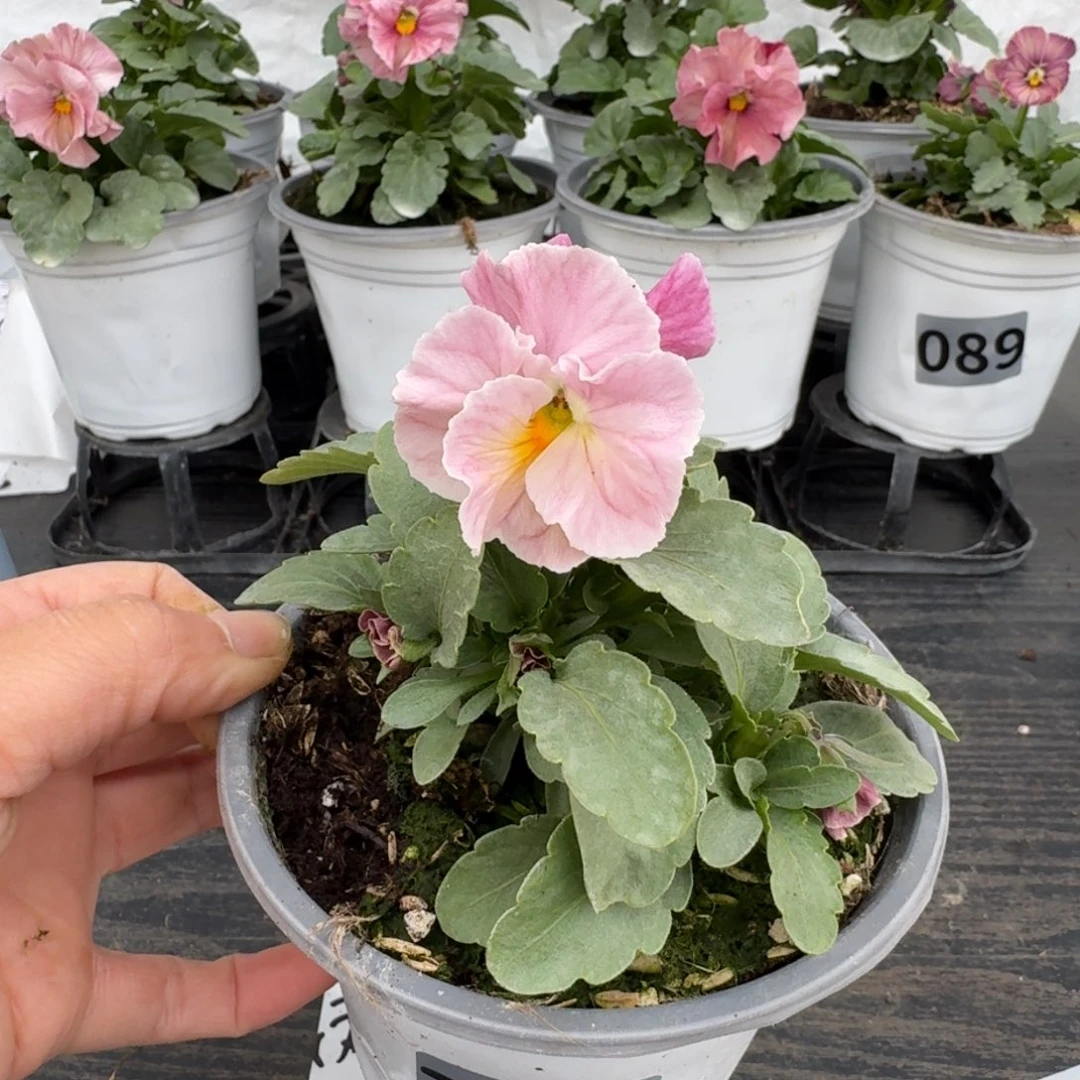 全部花朵754号粉希尔