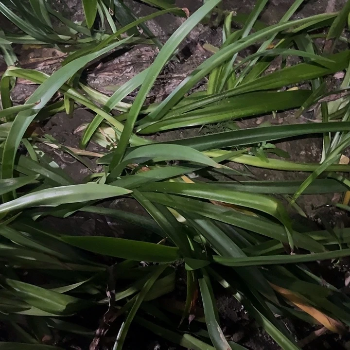 ****雨无花朵兰妮。8➕ 开裂