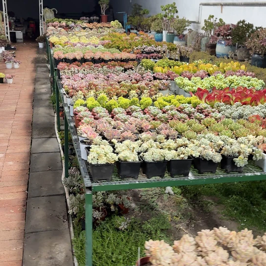 多肉颗粒土2公斤装