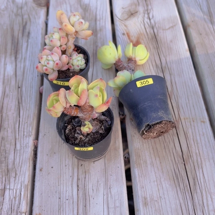 牛****一物一拍编号309 305 310