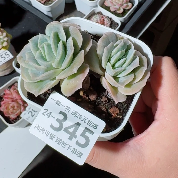 可爱玫瑰无盆土发货无盆土