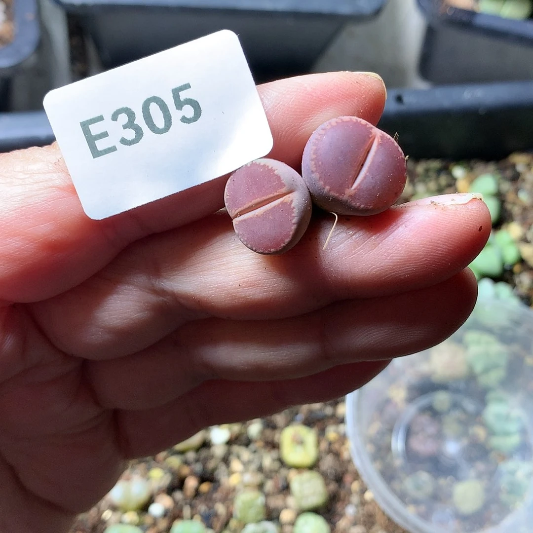E305多肉植物保护