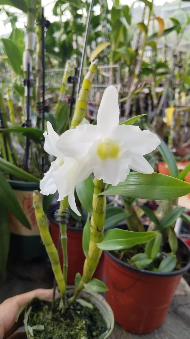 春石斛（湘湘）少有品位