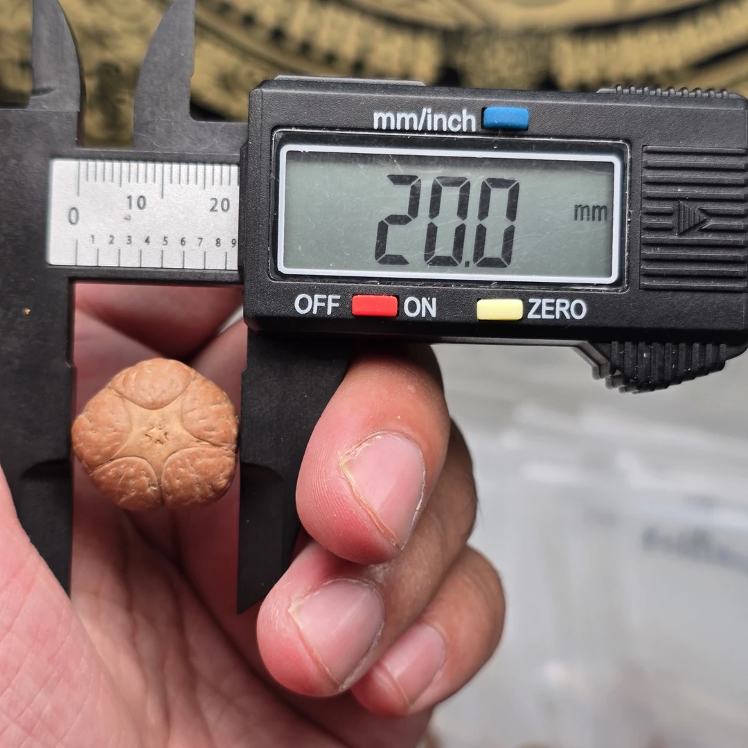 尼泊尔凤眼菩提梅花五星尺寸20一物一图