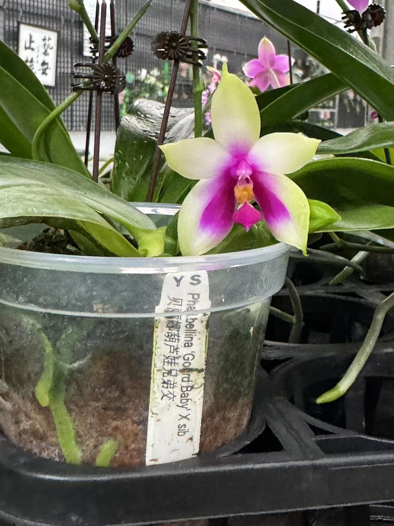 贝丽娜葫芦娃 3.5寸 瑕疵开花或花剑株 有瑕疵 没有根系 少根