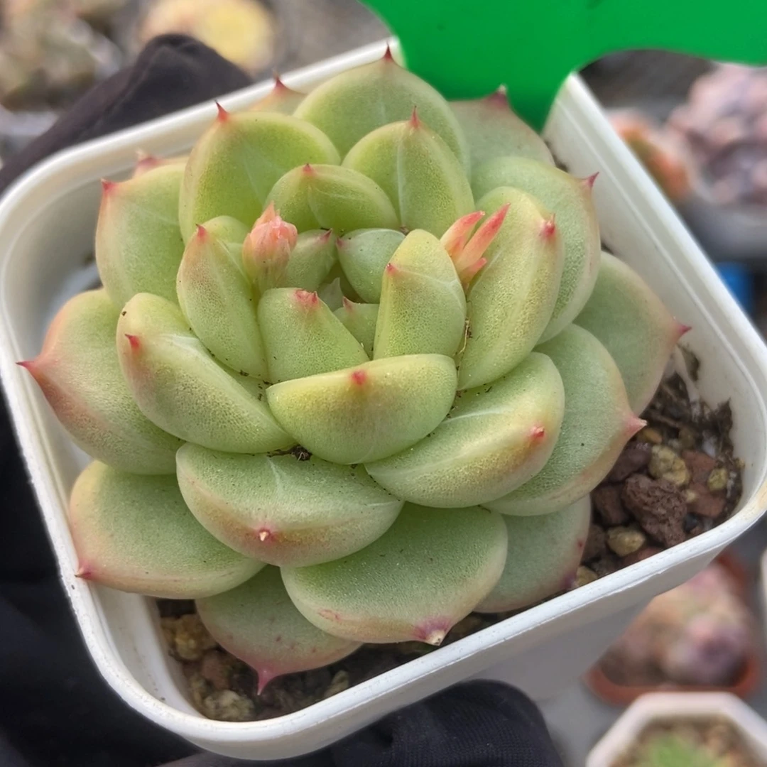 931绿钻珍妮多肉植物