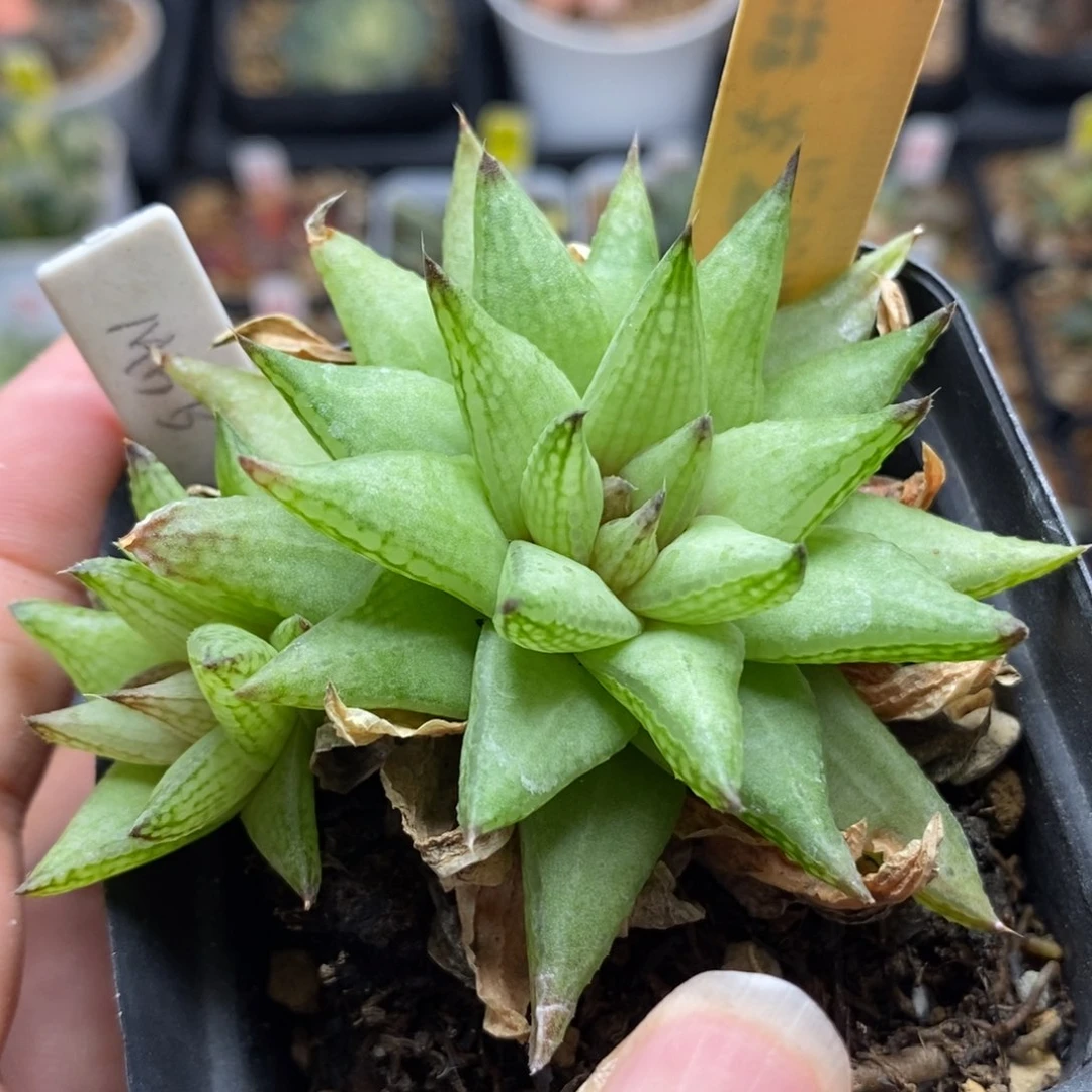 793原始种一物一拍