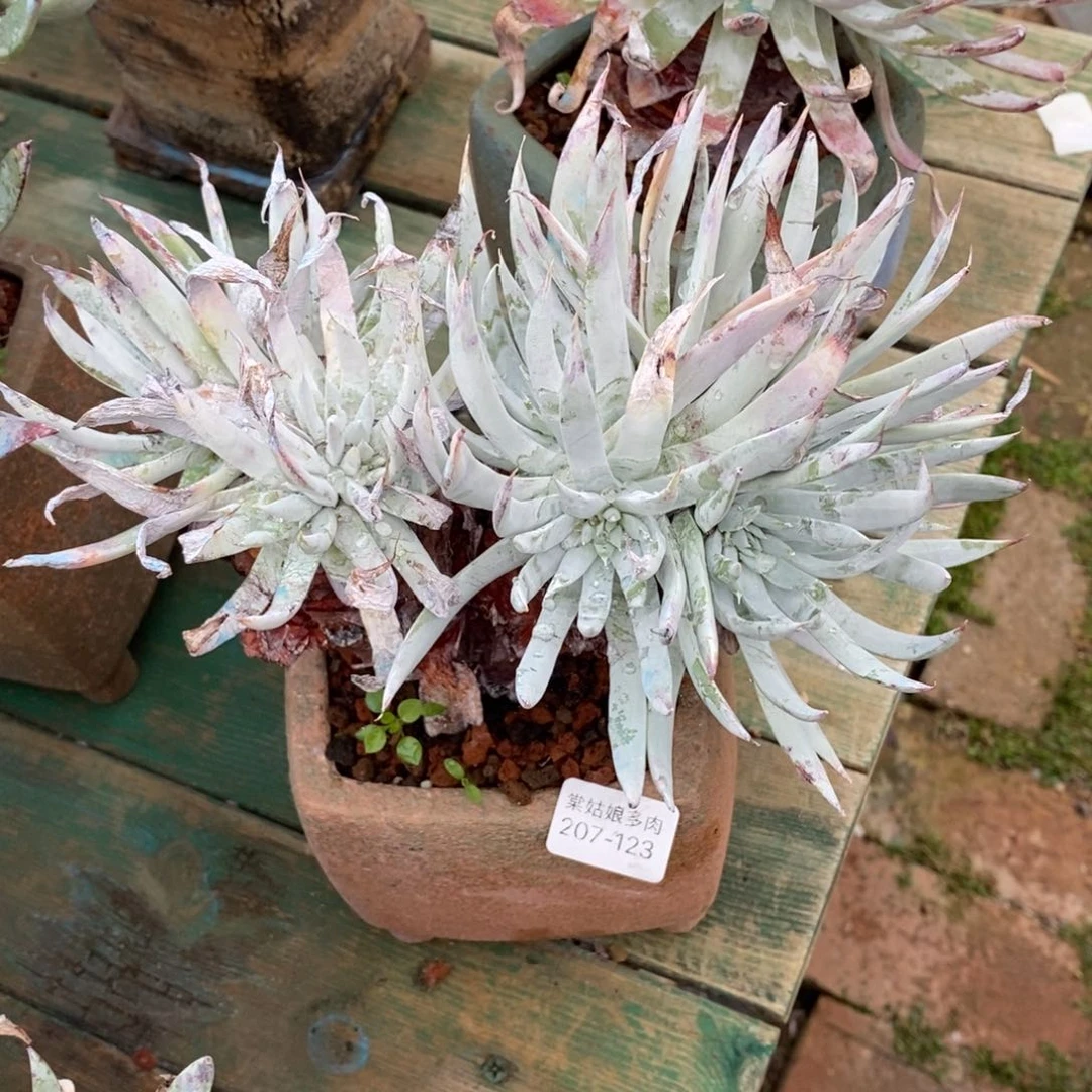 123号白雪粗腿子群