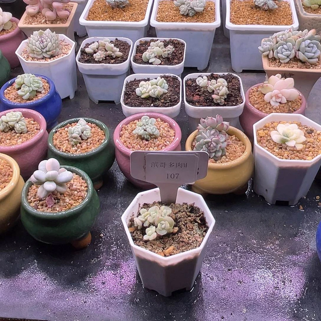 梁*滨哥多肉M107冰玉石化朵朵缀