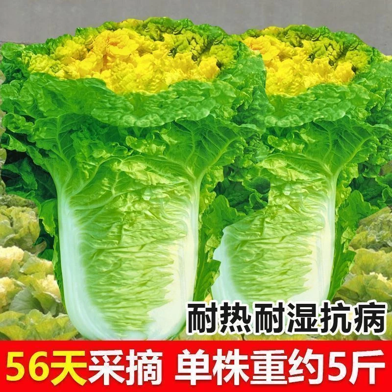 金满地种子正宗黄心菜种子直筒型杂交黄心大白菜种籽秋季高产蔬菜
