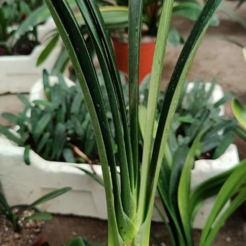 当前无花栽培后可以开花