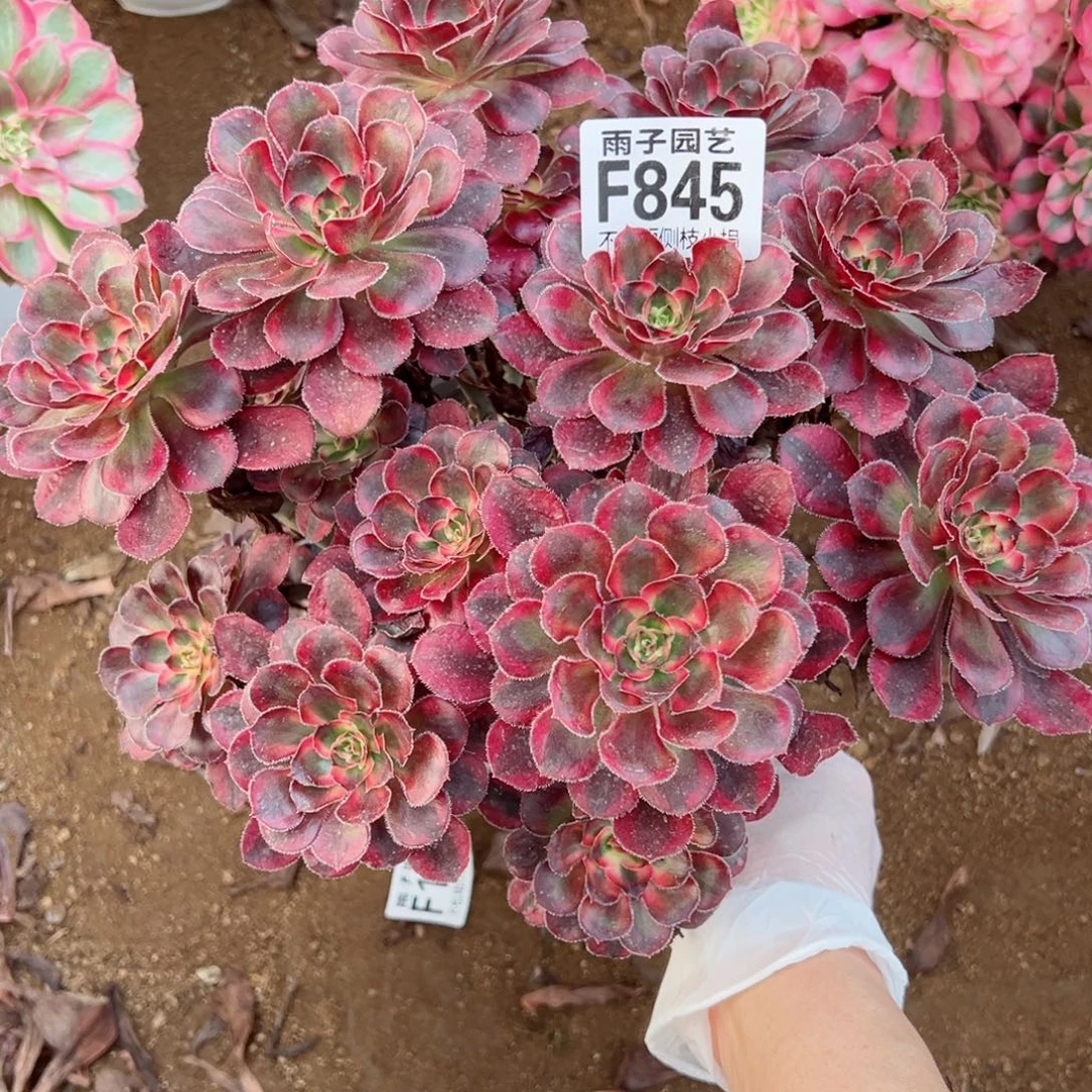 845丽娜尺寸20左右