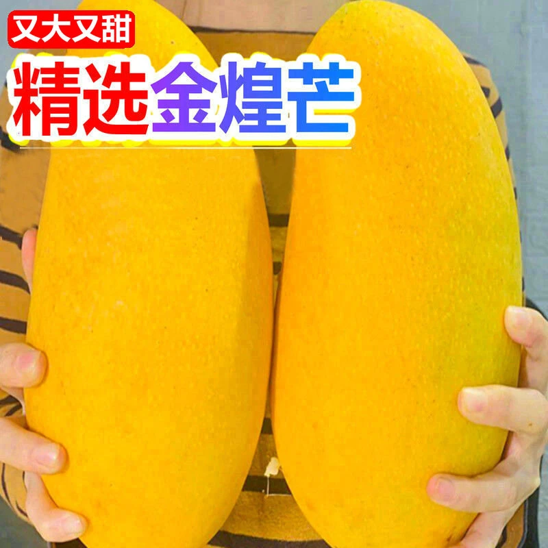 又大又甜新鲜海南金煌芒果2-9斤香甜水果 金黄芒果黄皮 非贵妃芒