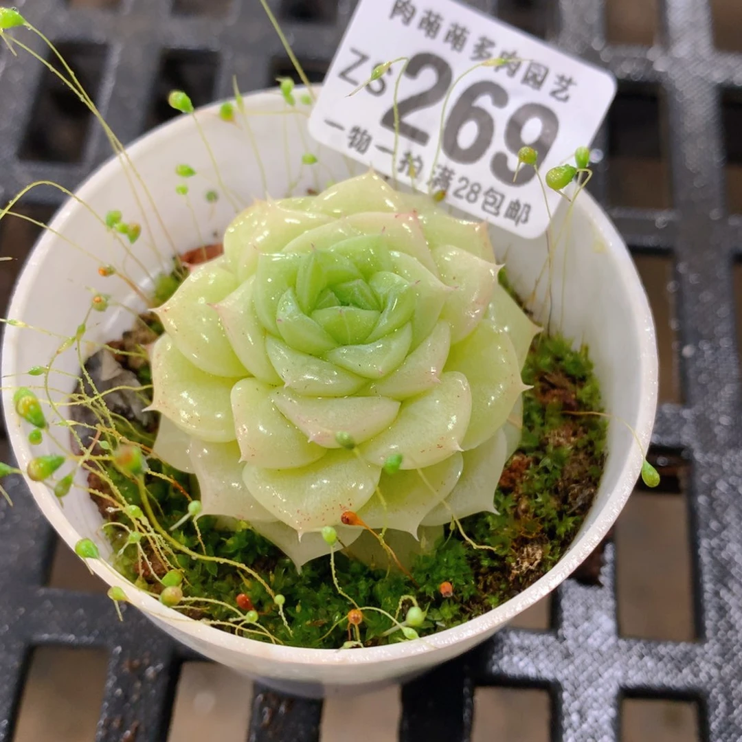 肉萌萌拇指盆精控多肉ZS269