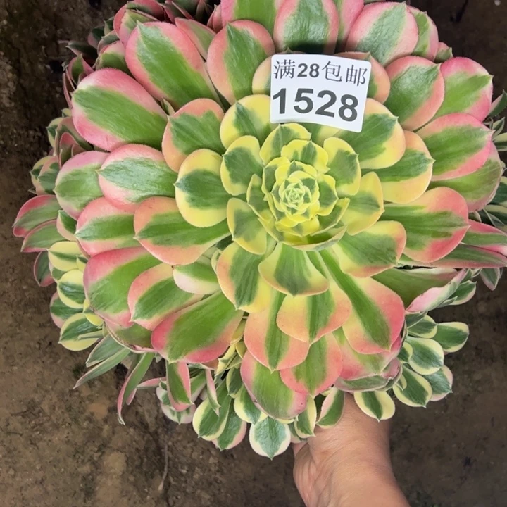 素****编1528白凤多肉植物