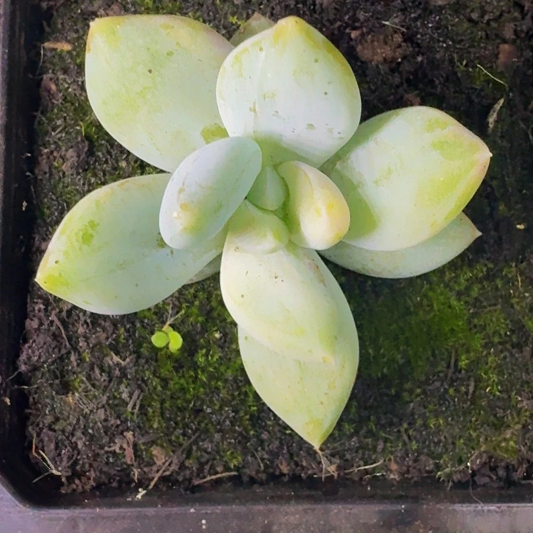 伊丽莎白 一物一拍