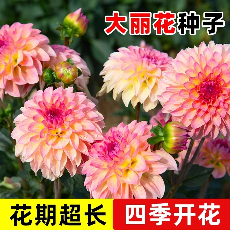 2包600粒【新疆西藏包邮】可盆栽重瓣大丽花种子易活庭院阳台花种籽