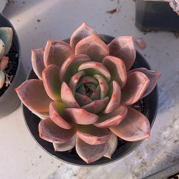 红酒香槟杂27214多肉植物