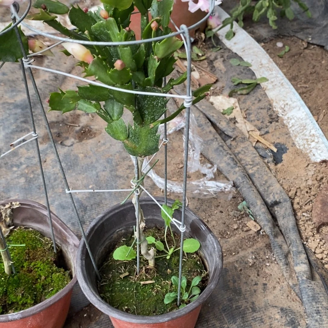 h***y无花朵福利款单层