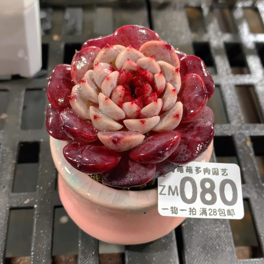 肉萌萌拇指盆精控多肉ZM080