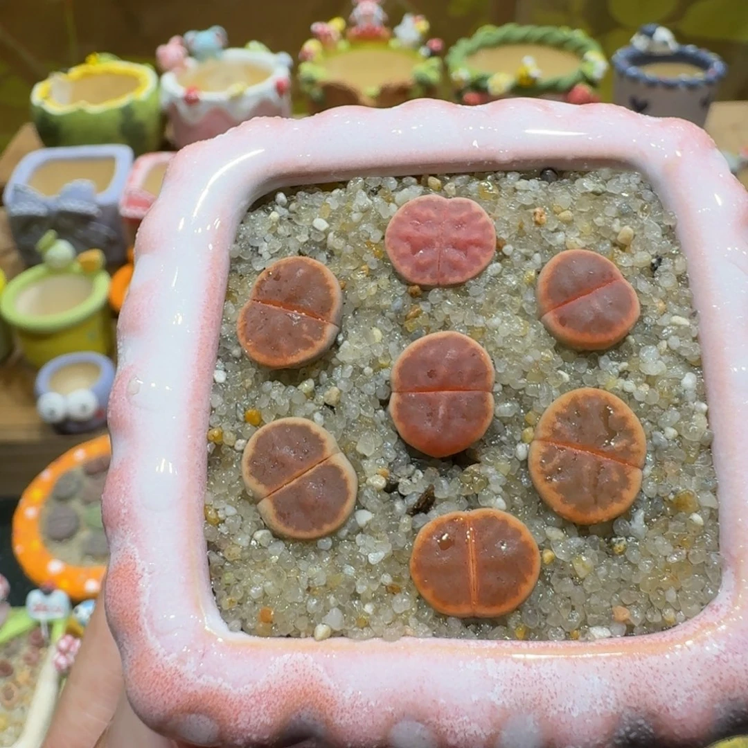 蘑菇1171朱玄彩拼多肉植物