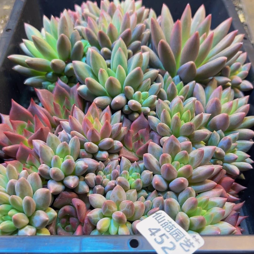 452多肉葡萄的价格是多少啊哈哈