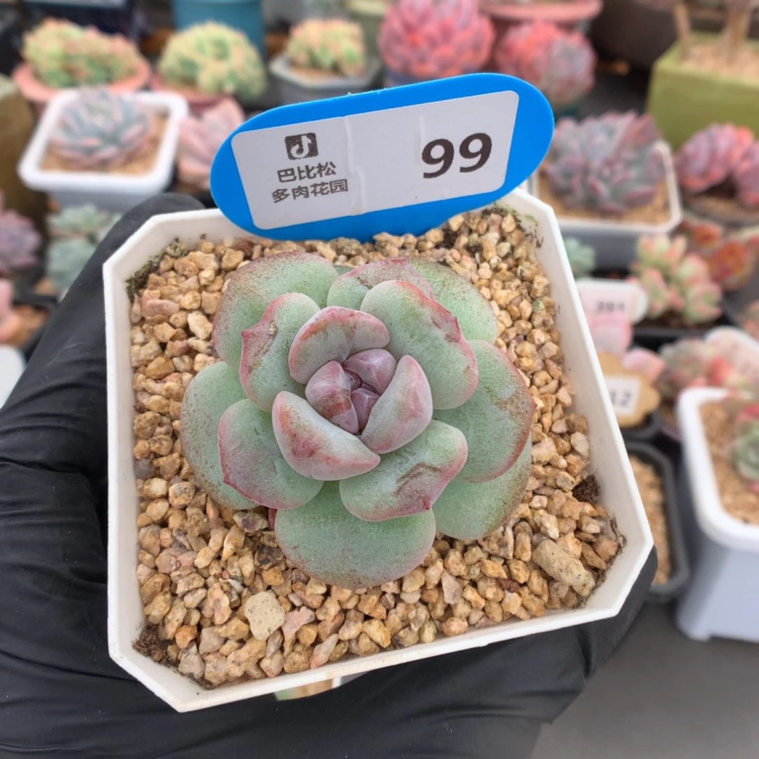 99 紫心冰玉石化多肉