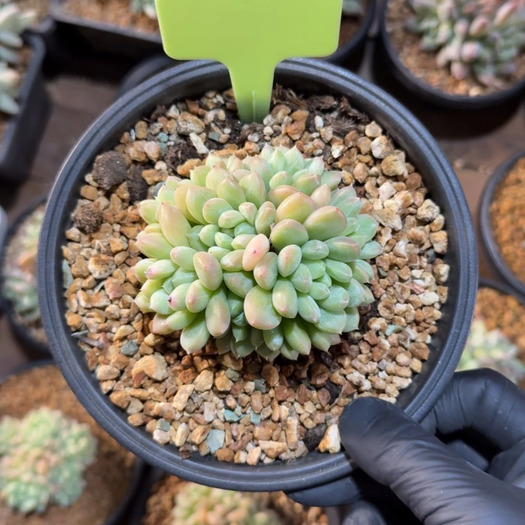 百达翡翠111111111111111111