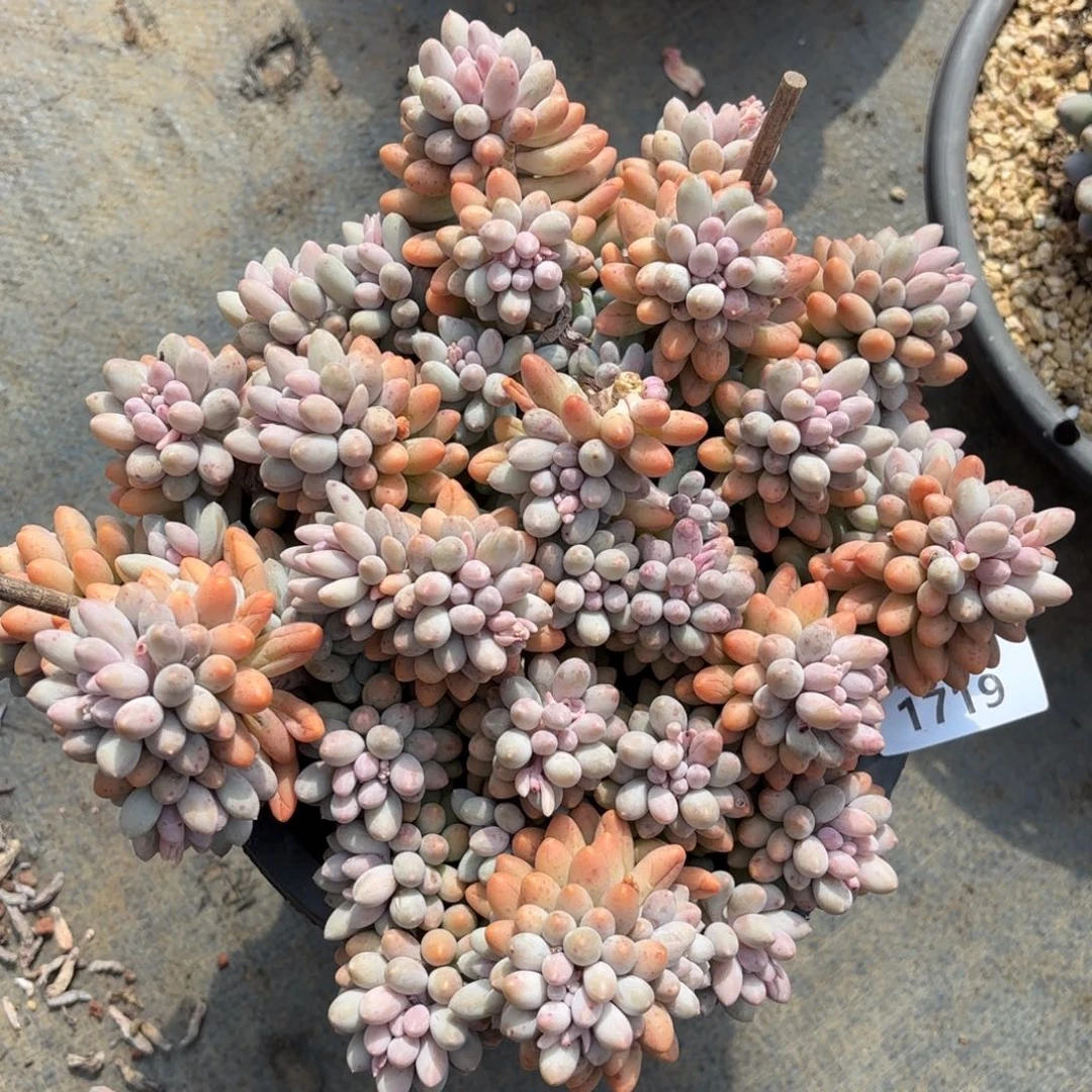 用****11719婴儿手指多肉