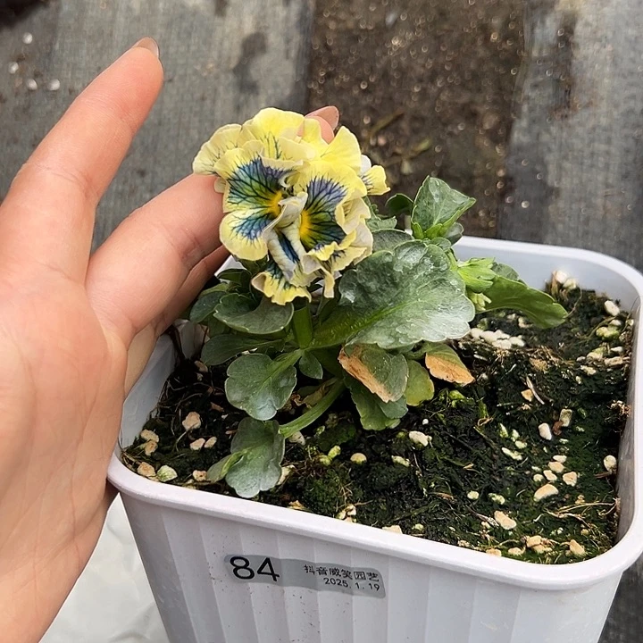 红陶橘****?抖音直播闪拍84