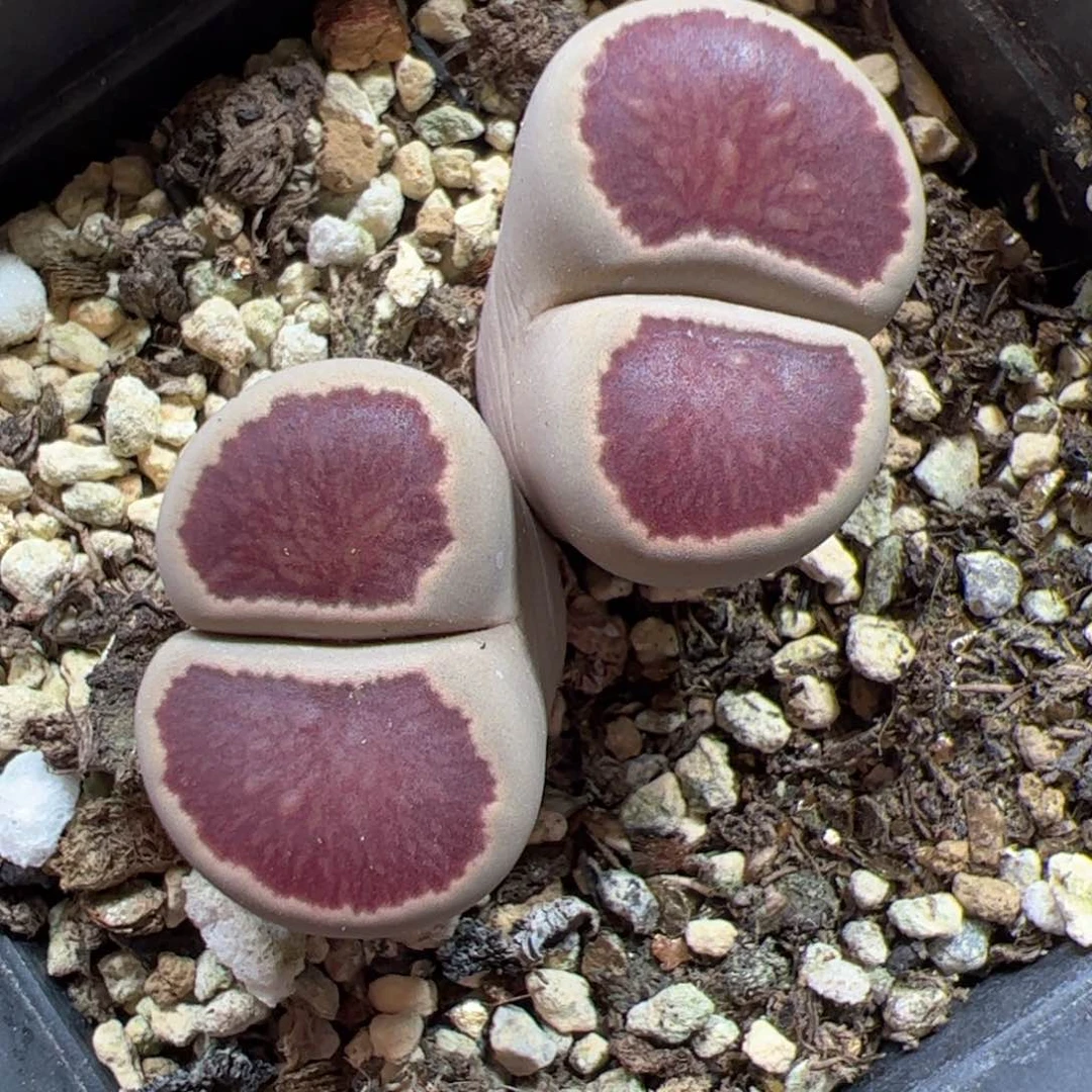 【闪购商品】175 菊
