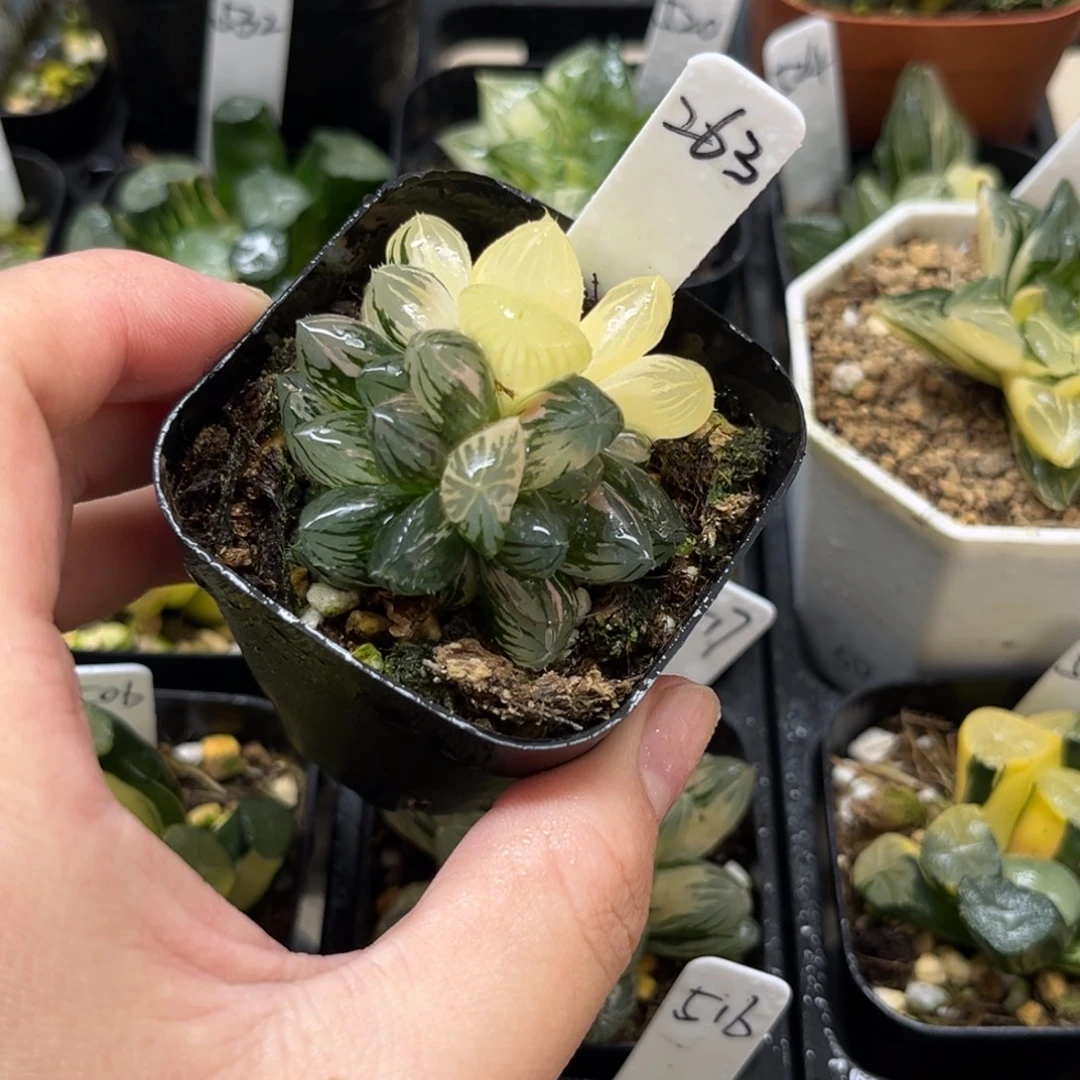 263龙爪玉露锦一物一拍