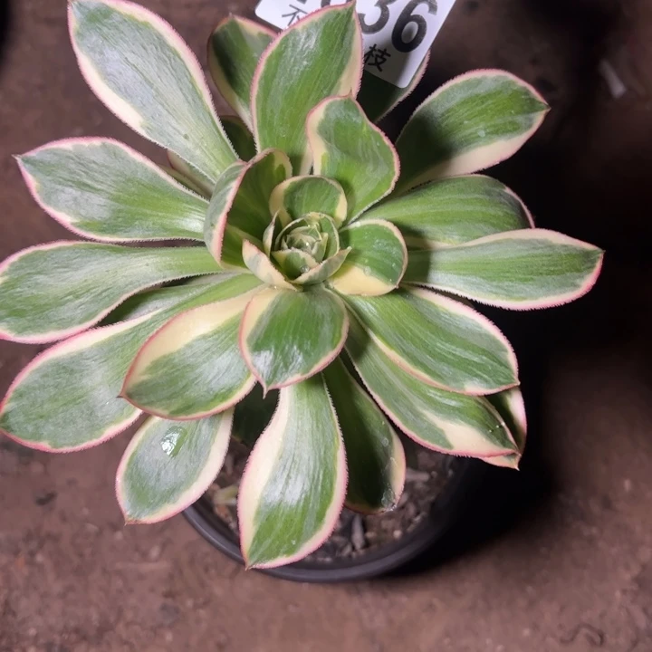 燕姿锦多肉植物法师4836