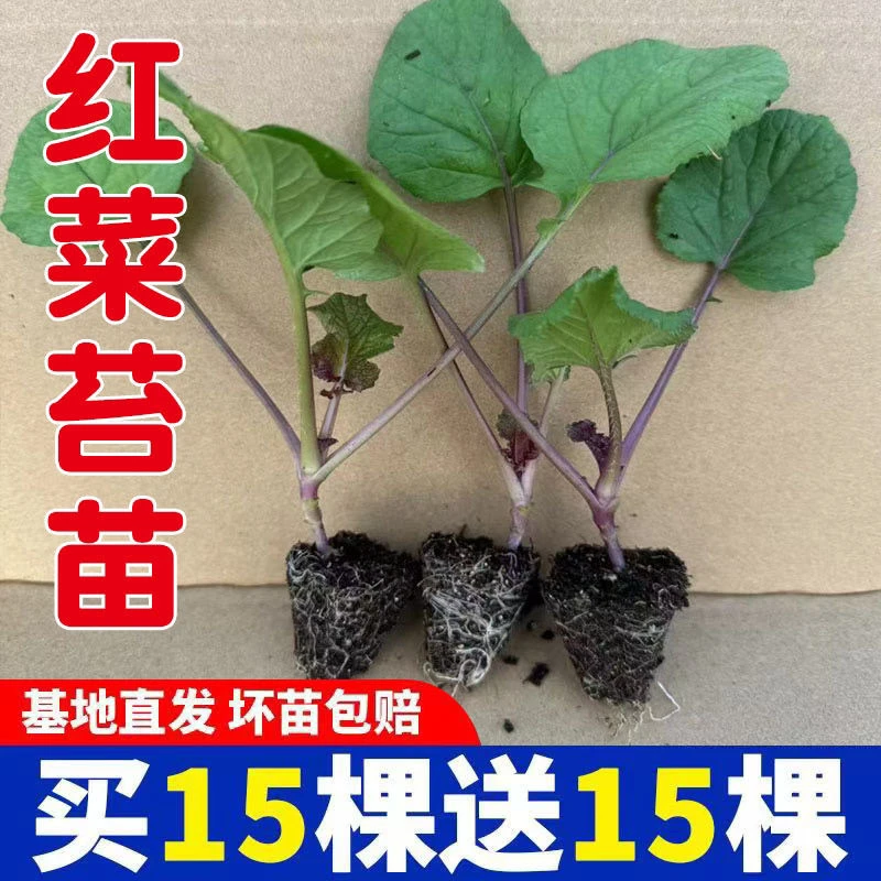 早熟高营养红菜苔秧苗适合家庭庭院阳台种植秋冬蔬菜苗