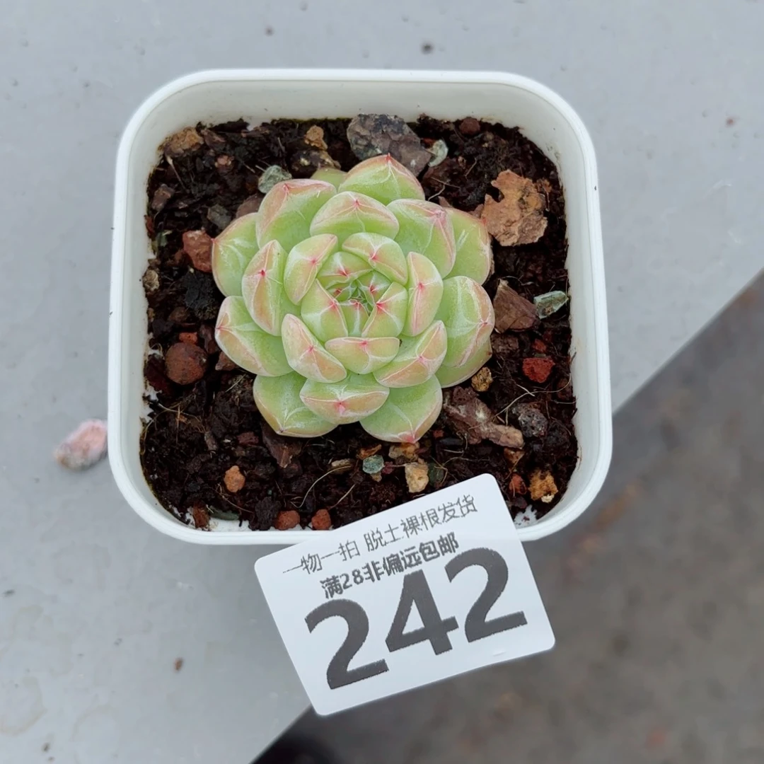 雪花珍妮带桩多肉多肉多肉