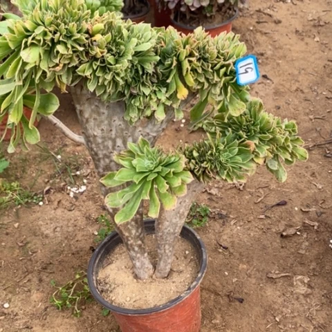 原始绿缀一物一拍