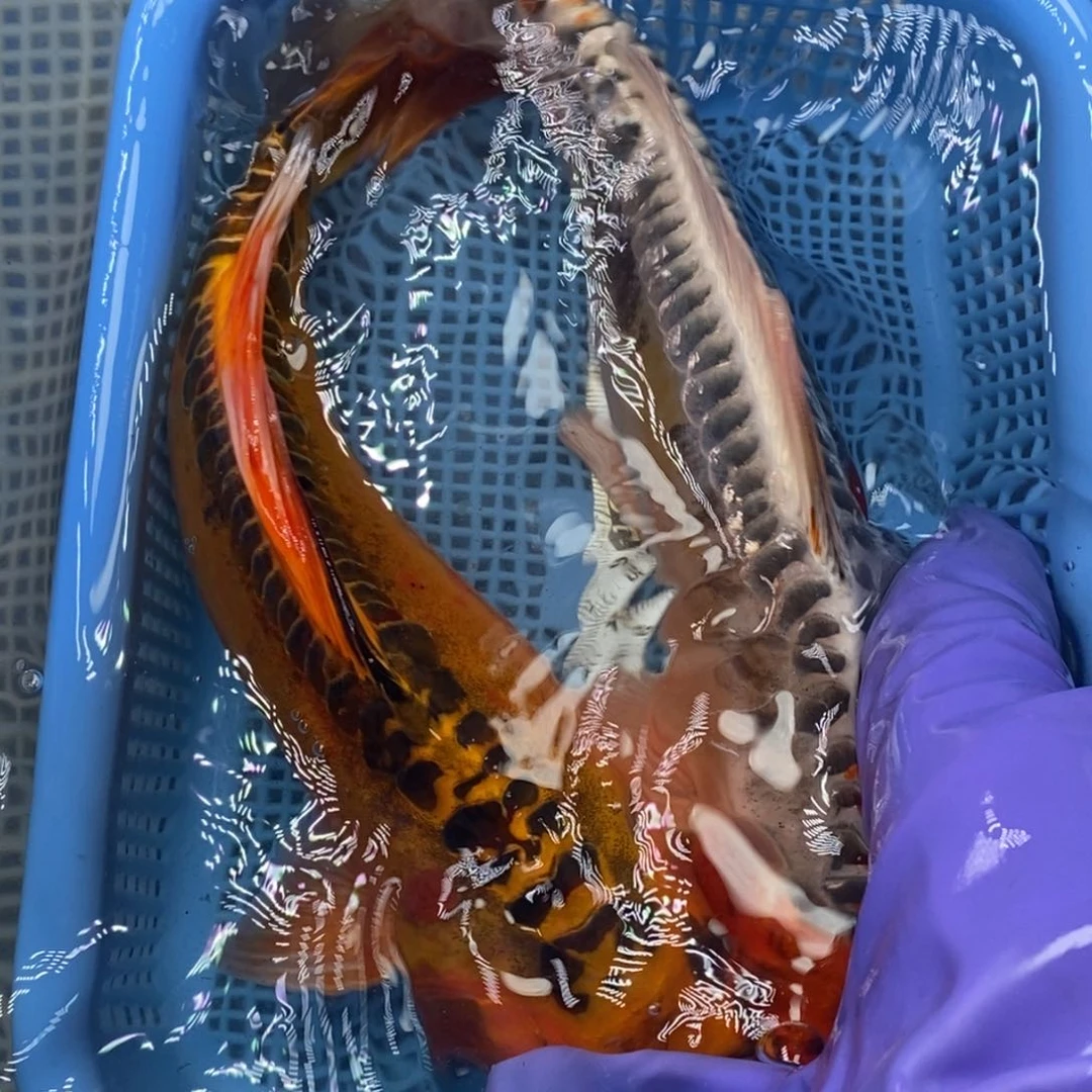 锦鲤冷水锦鲤包邮