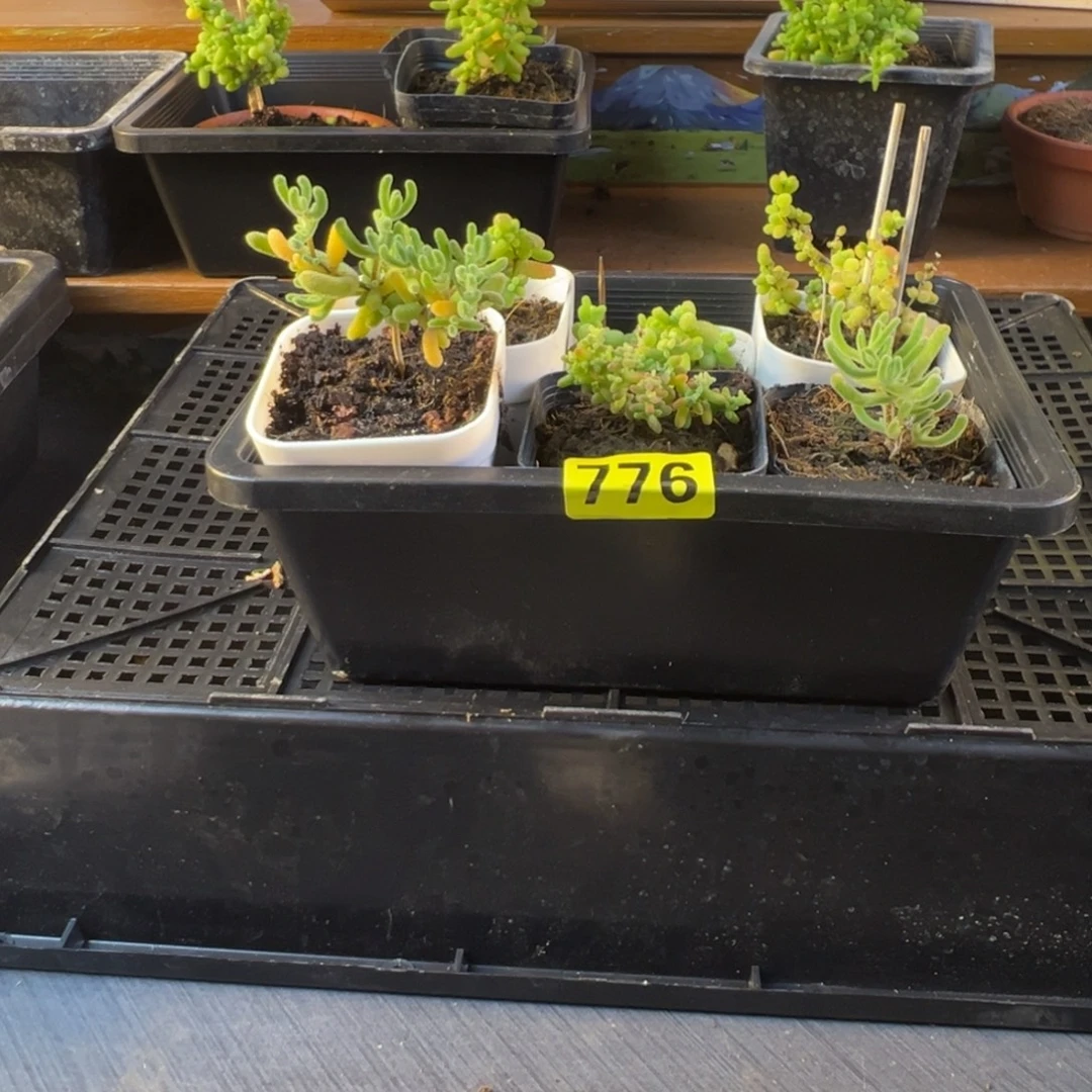 枝干番杏多肉植物776