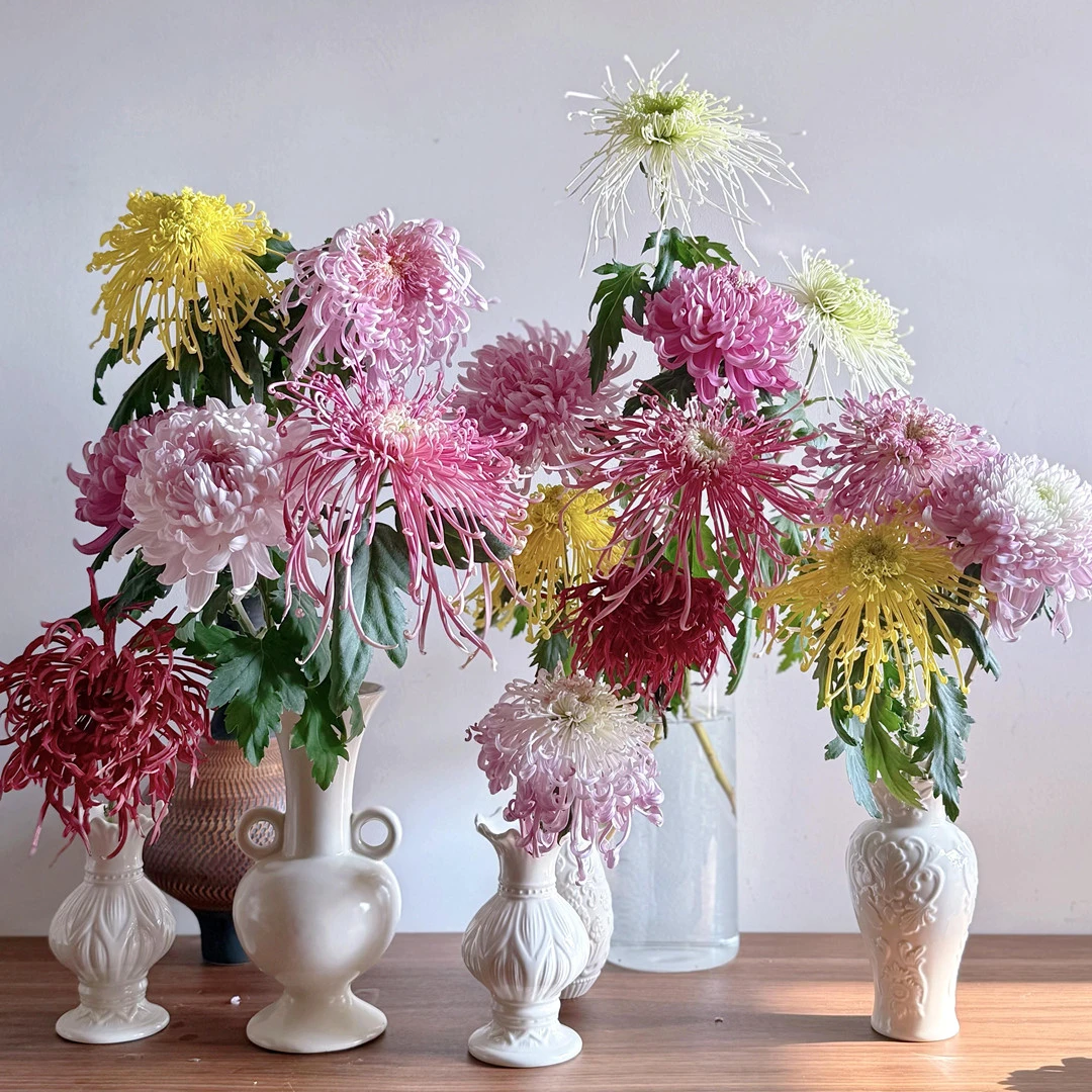 富贵菊 传统大花国菊 九月菊花耐寒大花型观赏品种菊带花苞发货