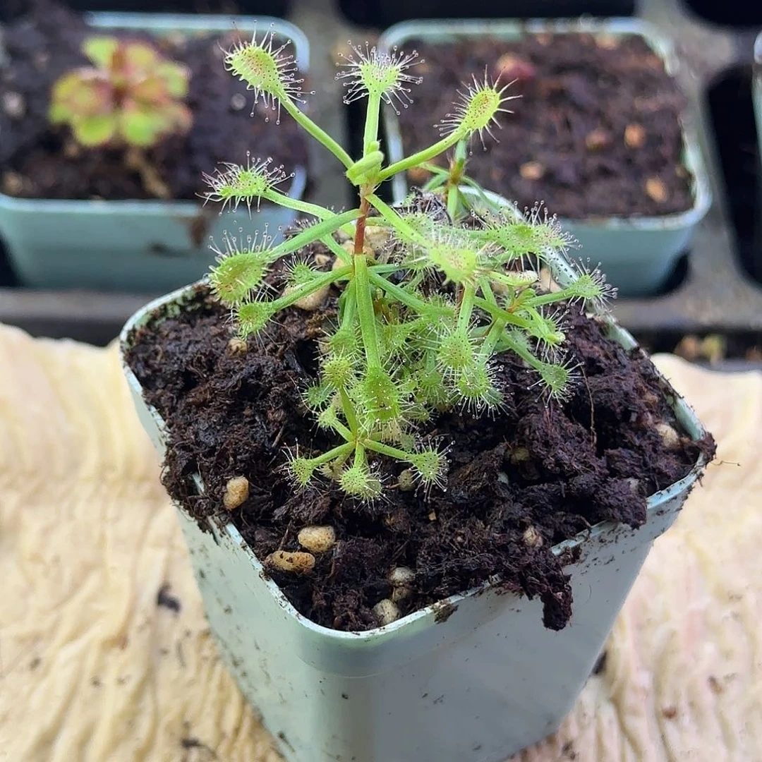 完全开放马达加斯加