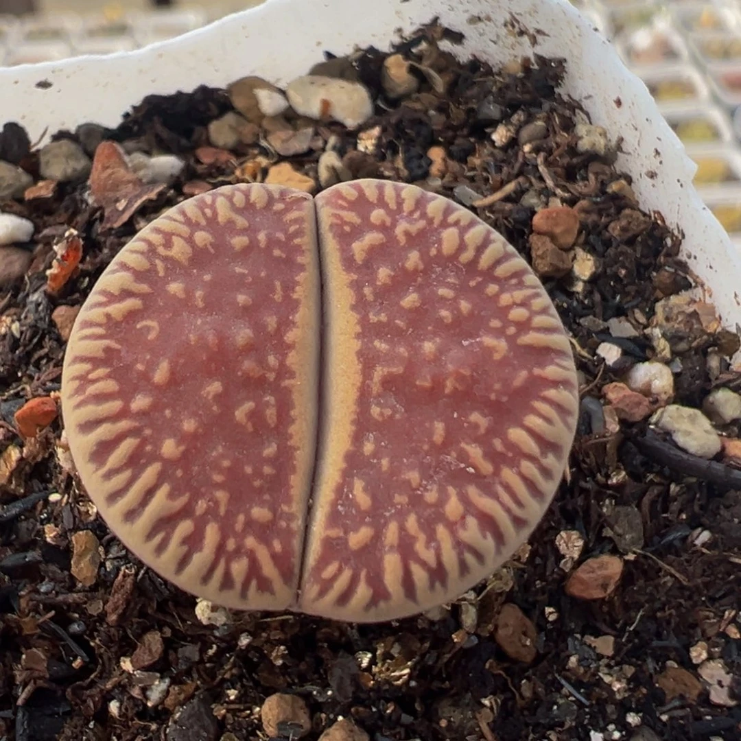 326多肉植物百科植物