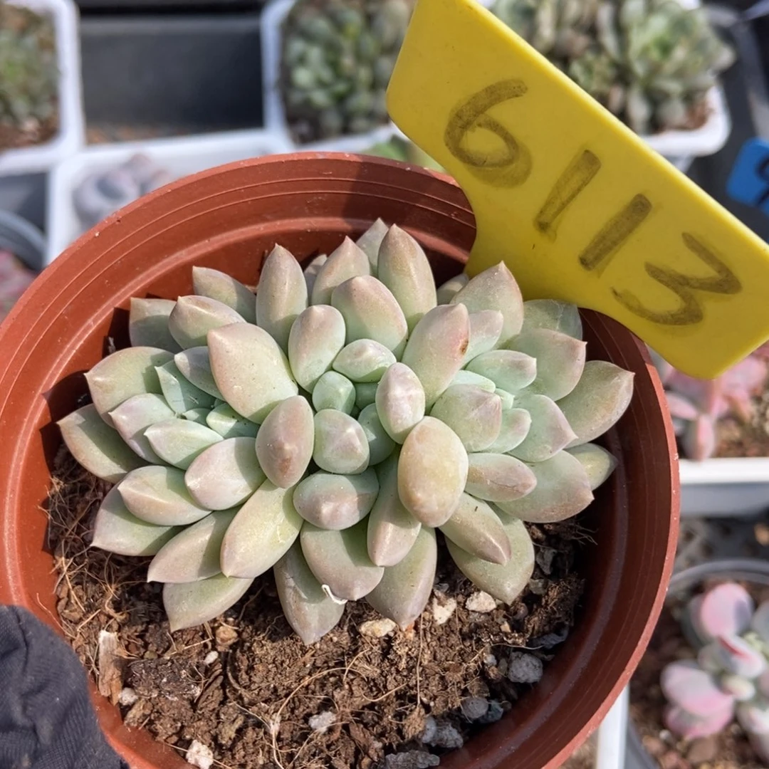 6113奶糖多肉植物保护