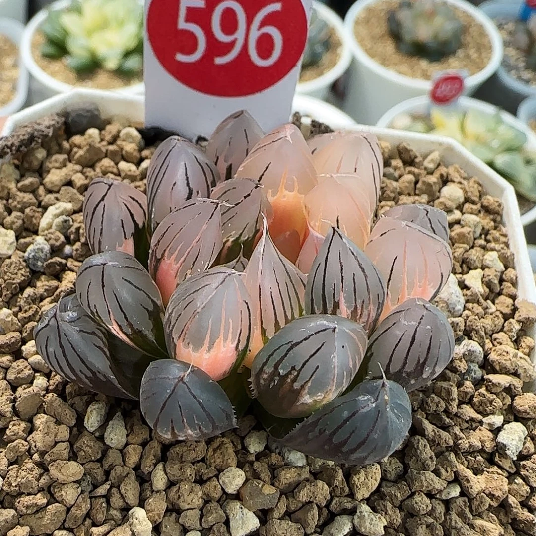 596号霓虹灯4.4左右一物一拍带盆土