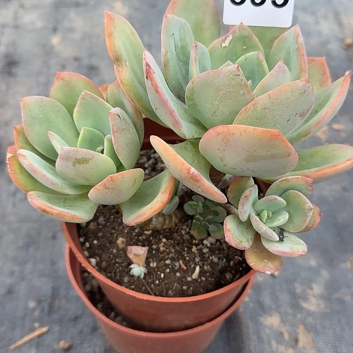 এ****༻595白凤血凤脱土发货