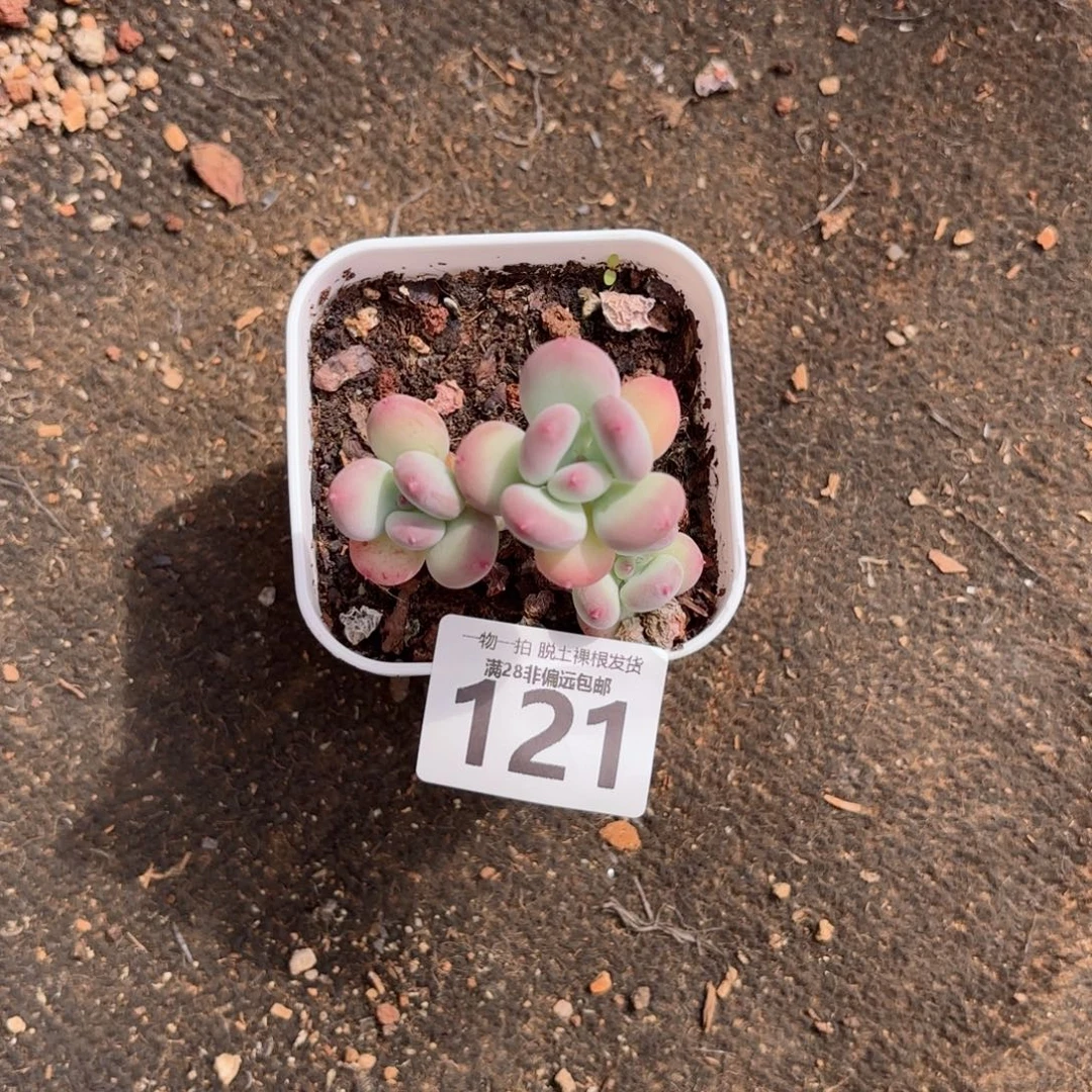 ！***苹果奶老桩无盆土发货