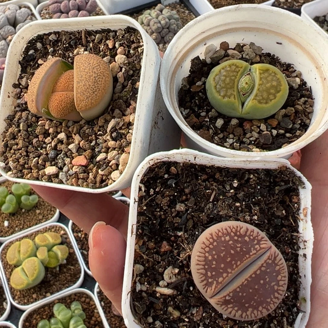 特价母本组合带盆多肉