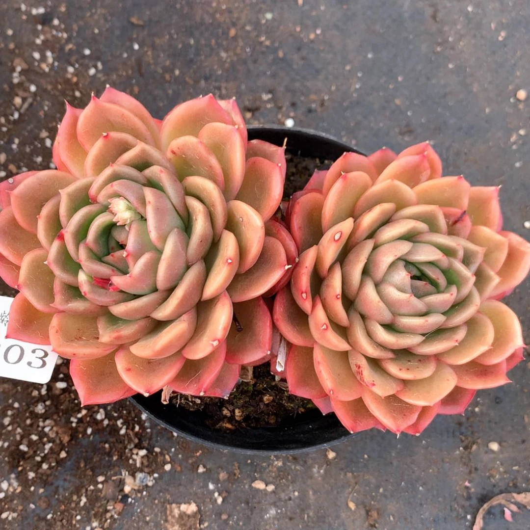 6203不包掉头整散不售后