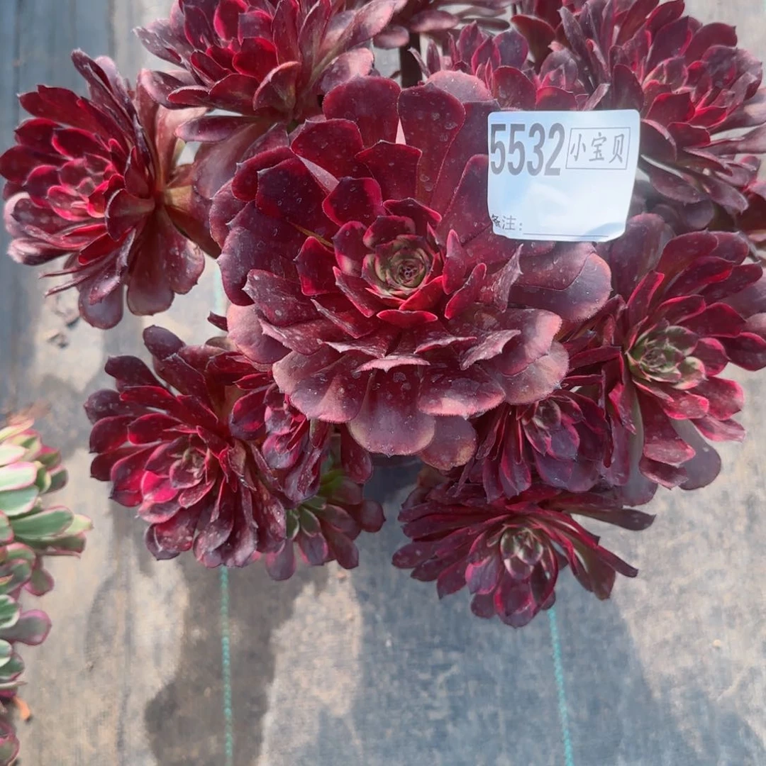 饭*?5532烟花多肉多肉