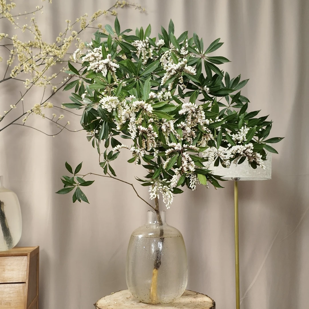 马醉木绿植盆栽室内懒人好养易活鲜切枝条客厅简约风装饰水培植物