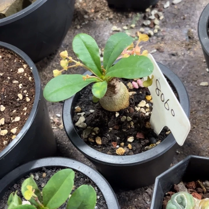 无花朵此**毒8060皮实好养